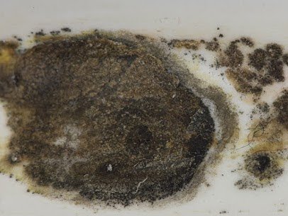 Mold Remediation Pros logo