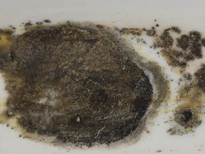 Mold Remediation Pros building